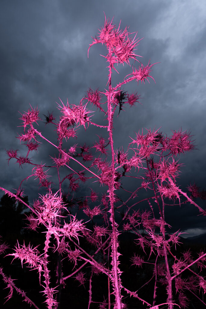 Pink thistles against a cloudy sky. The thistles are pink from a colour gel, which is hand-held in front of the on camera flash.