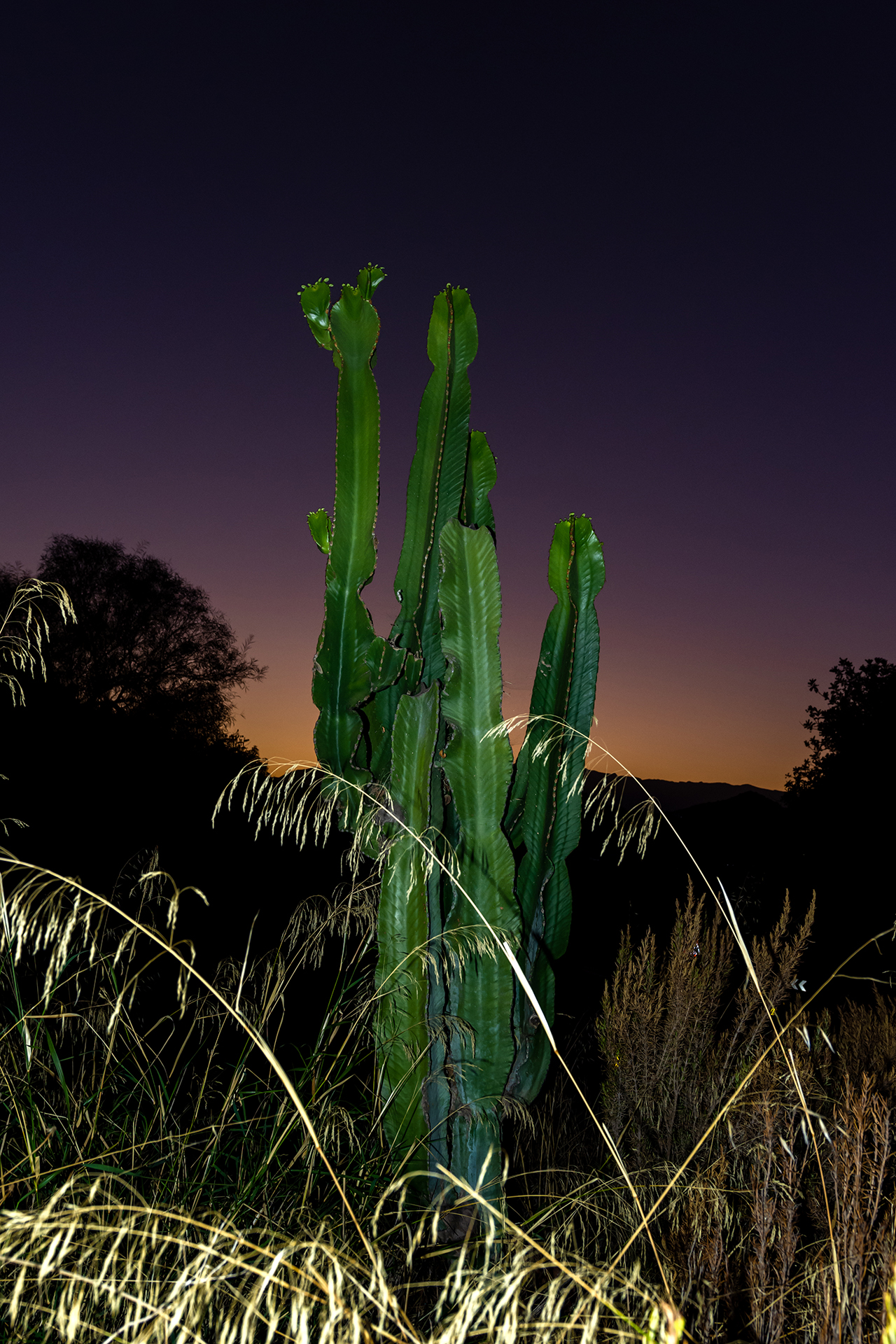 A magestic cactus set against a beautiful sunset backdrop