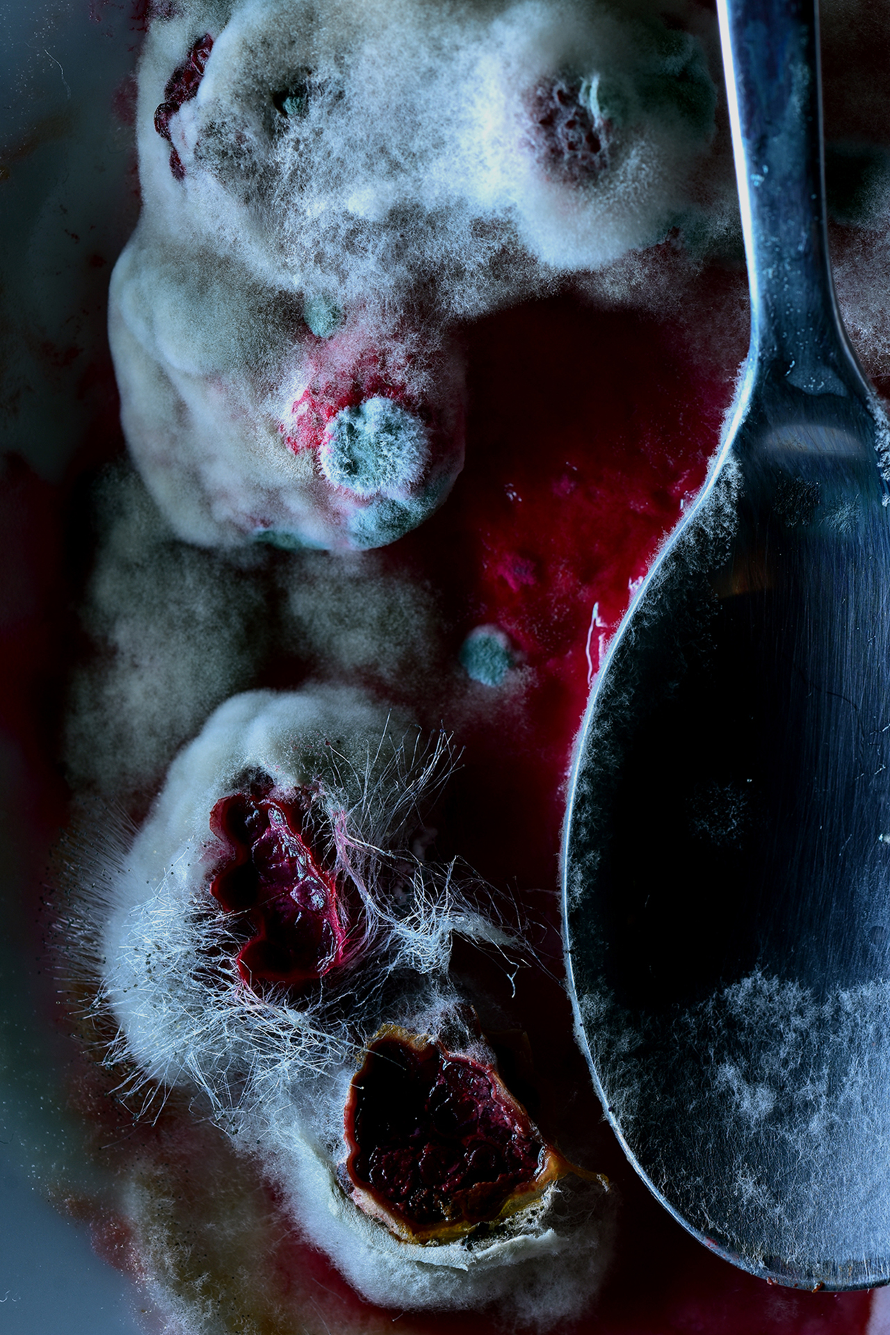Macro shots of mouldy meals, exploring the inner beauty of mould.