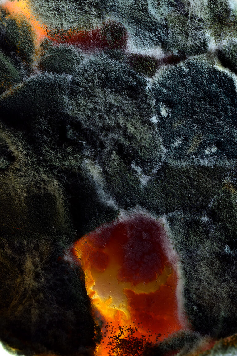 Foreign landscapes, a brief look at the hidden wonders of mold photography.