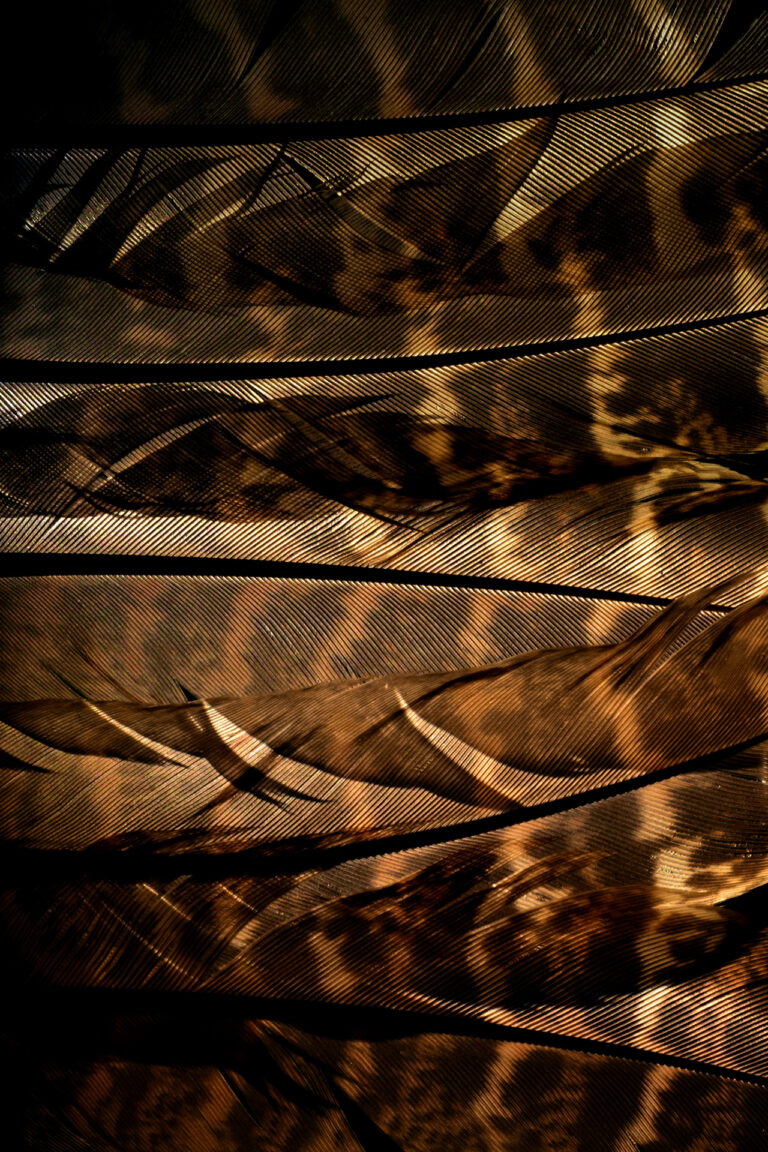 Brown feathers are layered to create a screen, shadows and light demonstrate the shape of each plume.