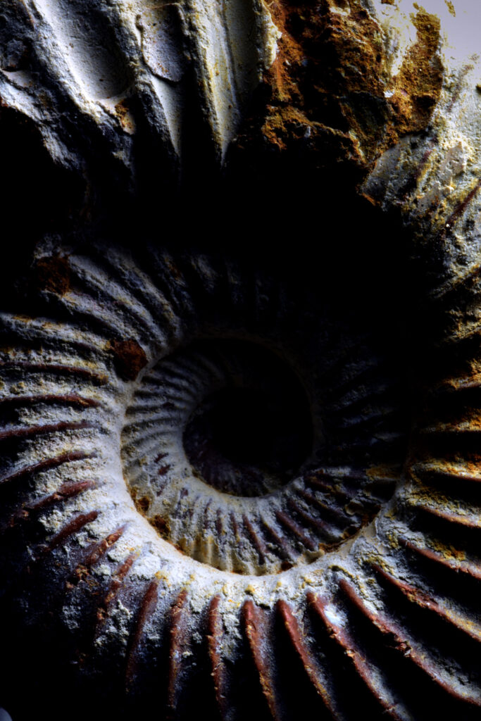 An amonite fossil photographed with harsh lighting, in orfer to demonstrate the spiral within.