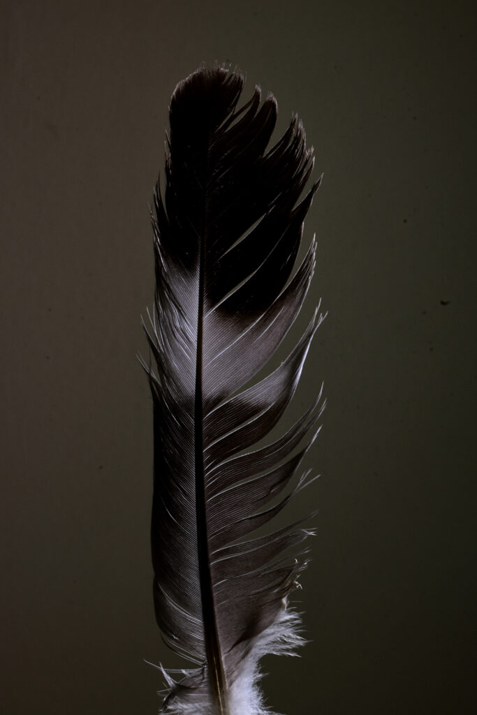 A single feather is captured against a neutral grey background, the overall aesthetic and appeal is very soft.