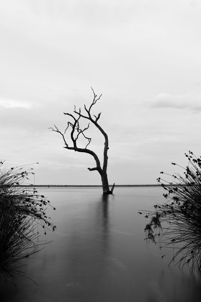 Photo of a dead tree in the middle of a lake.