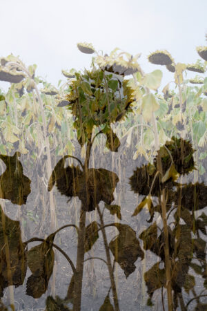 Beautiful photograph of sunflower field in Bulgaria, double exposure photography technique
