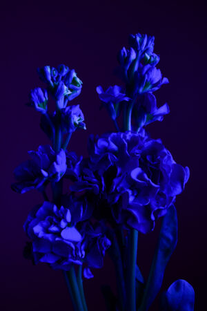 A series of floral photographs illuminated with pornographic content, challenging societal norms and sparking conversation about pornography addiction and desensitization.