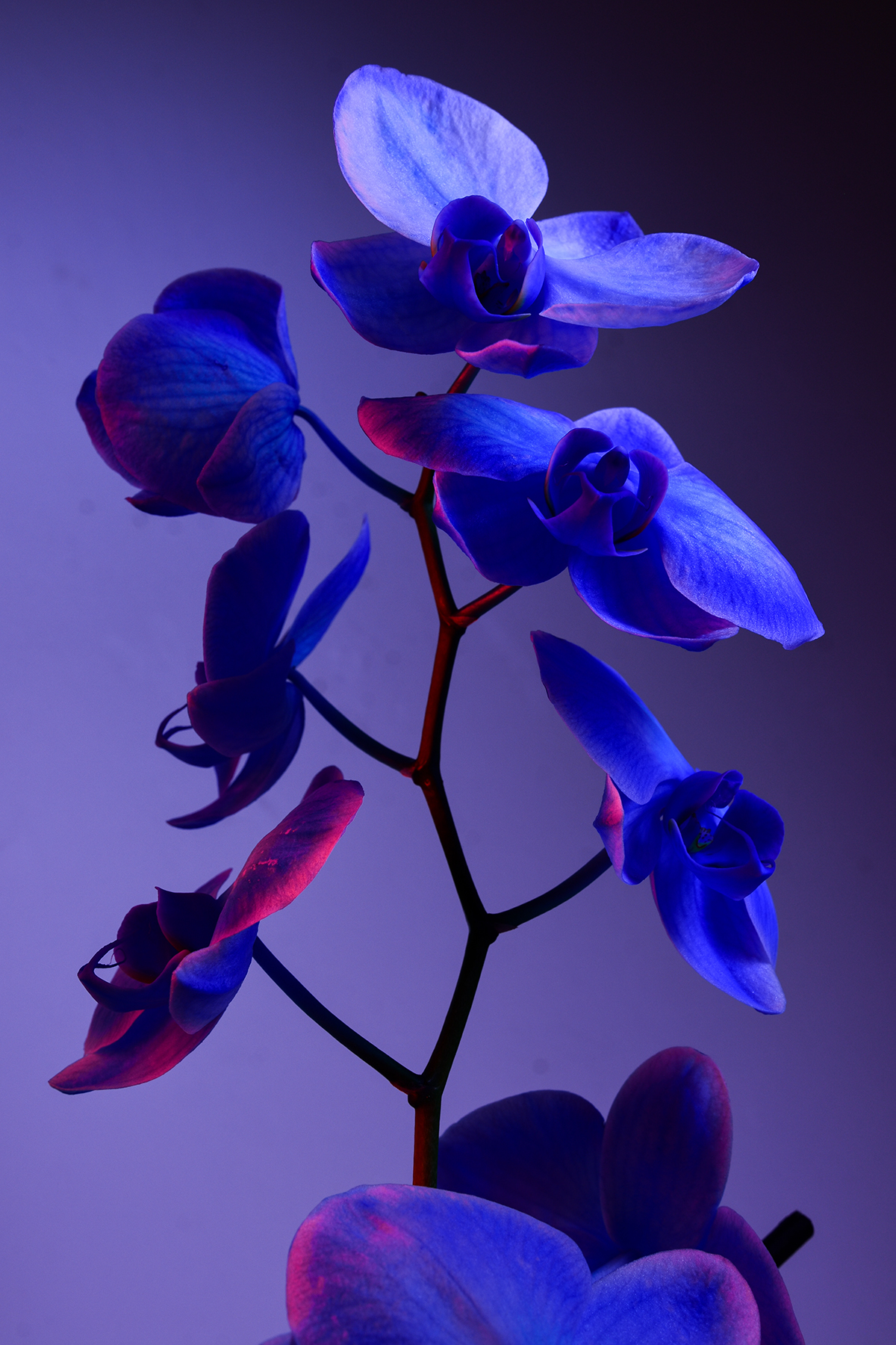 Blue Orchid  WILLIAM JOSEPHS RADFORD