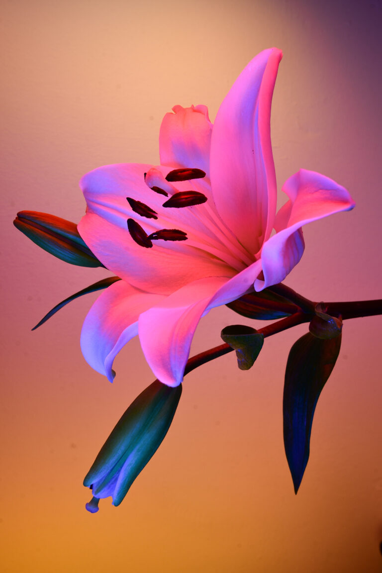 A series of floral photographs illuminated with pornographic content, challenging societal norms and sparking conversation about pornography addiction and desensitization.