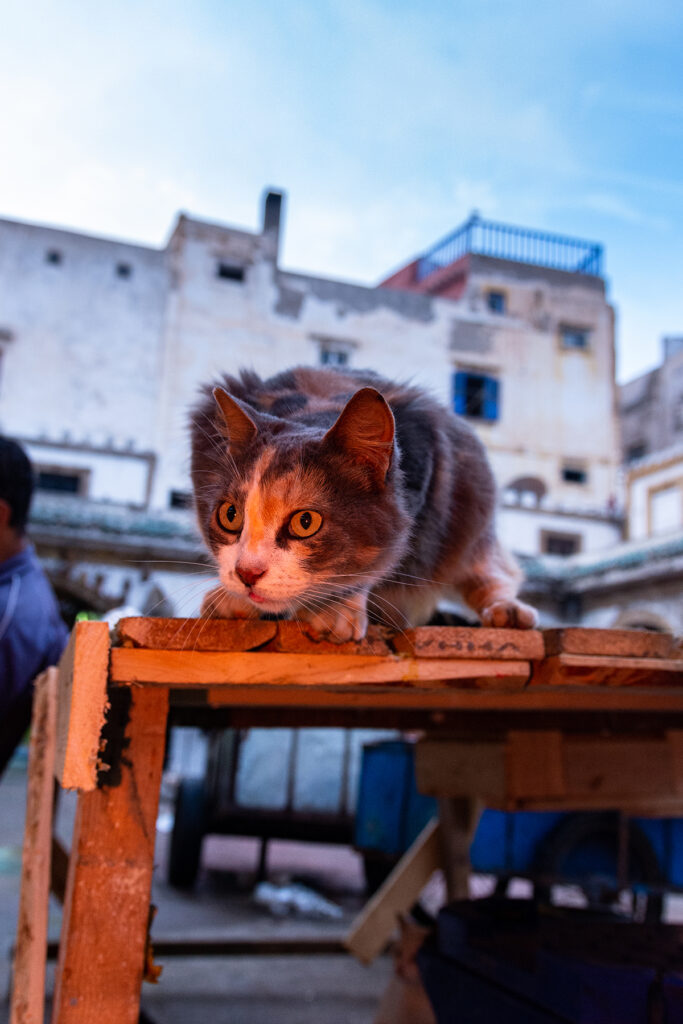 A photo series titled "Africats" capturing the resilient stray cats of Essaouira, Morocco, amidst the town's vibrant textures. These images reveal Morocco's essence through the grace and mystery of its feline inhabitants, offering a glimpse into the country's adaptability and enduring beauty.
